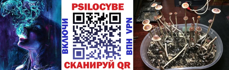 Купить Избербаш Псилоцибиновые грибы MAGIC MUSHROOMS
